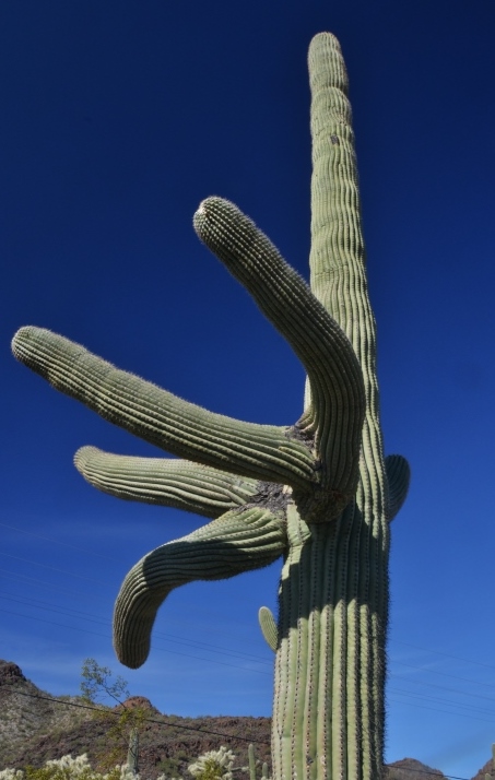 saguaro with personality
